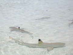 Blacktip Reef Shark