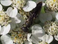 Sapygina decemguttata