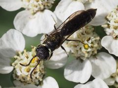 Sapygina decemguttata