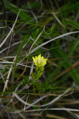 Gentiana itzershanensis