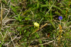 Gentiana itzershanensis