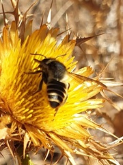 Megachile melanopyga