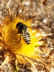 Megachile melanopyga
