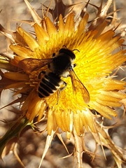 Megachile melanopyga