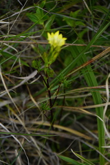 Gentiana itzershanensis