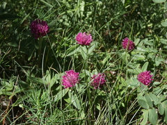 Trifolium alpestre