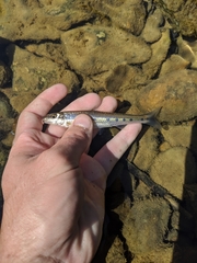 Erimystax dissimilis