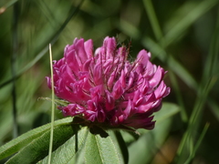Trifolium alpestre
