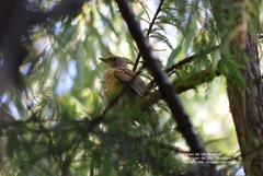 Turdus rufopalliatus