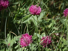 Trifolium alpestre