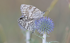 Melanargia