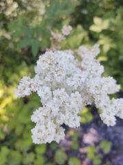 Filipendula