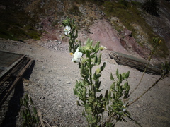 Cristaria integerrima