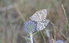 Melanargia