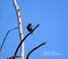 Sturnus vulgaris
