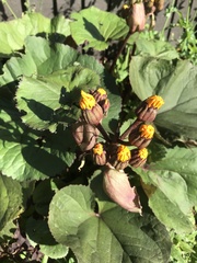 Ligularia