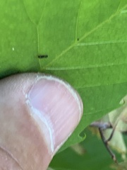 Temnothorax longispinosus