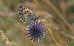 Melanargia
