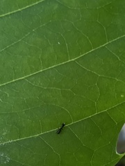 Temnothorax longispinosus