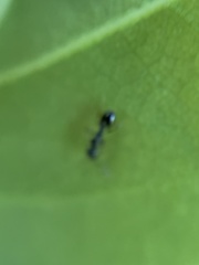 Temnothorax longispinosus