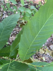 Temnothorax longispinosus