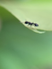 Temnothorax longispinosus