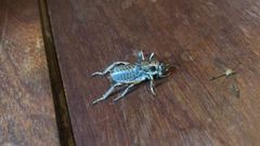Cyphoderris