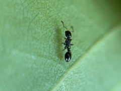 Temnothorax longispinosus