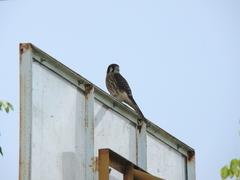 Falco sparverius