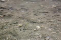 Rhinichthys atratulus