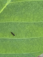Temnothorax longispinosus