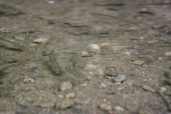 Rhinichthys atratulus