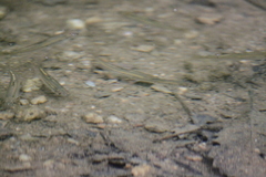 Rhinichthys atratulus