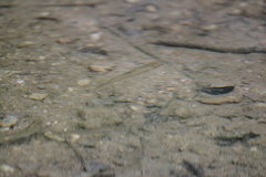 Rhinichthys atratulus