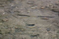 Rhinichthys atratulus