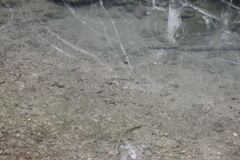 Rhinichthys atratulus