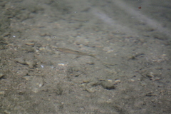 Rhinichthys atratulus