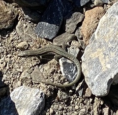 Podarcis muralis