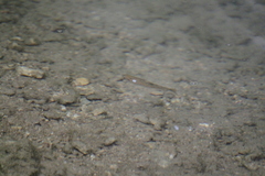 Rhinichthys atratulus