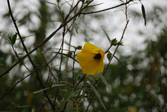 Hibiscus divaricatus