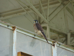 Falco sparverius