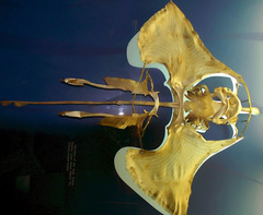 Barndoor Skate photo 5