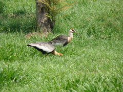 Theristicus caudatus