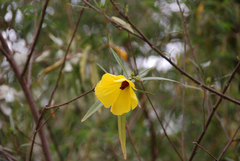 Hibiscus divaricatus