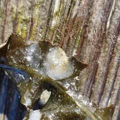 Einhornia crustulenta