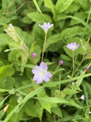 Epilobium montanum