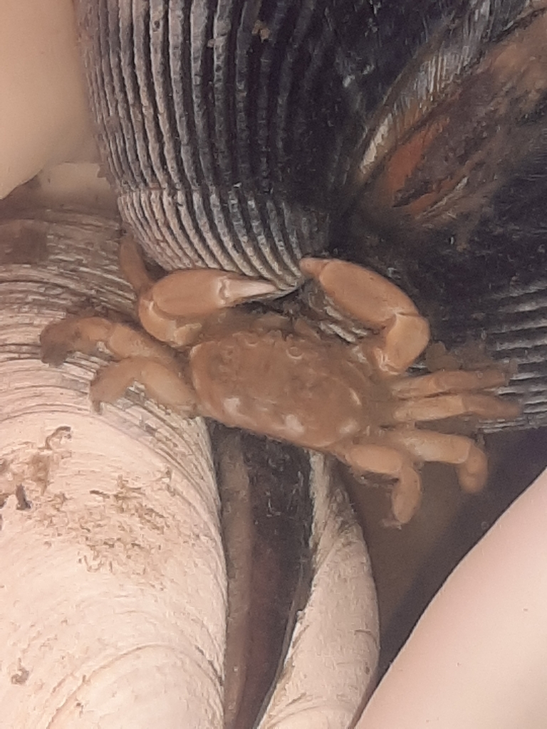 mantle pea crab
