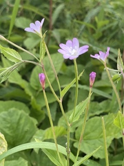 Epilobium montanum