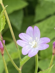Epilobium montanum