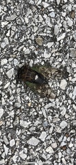 Neotibicen lyricen